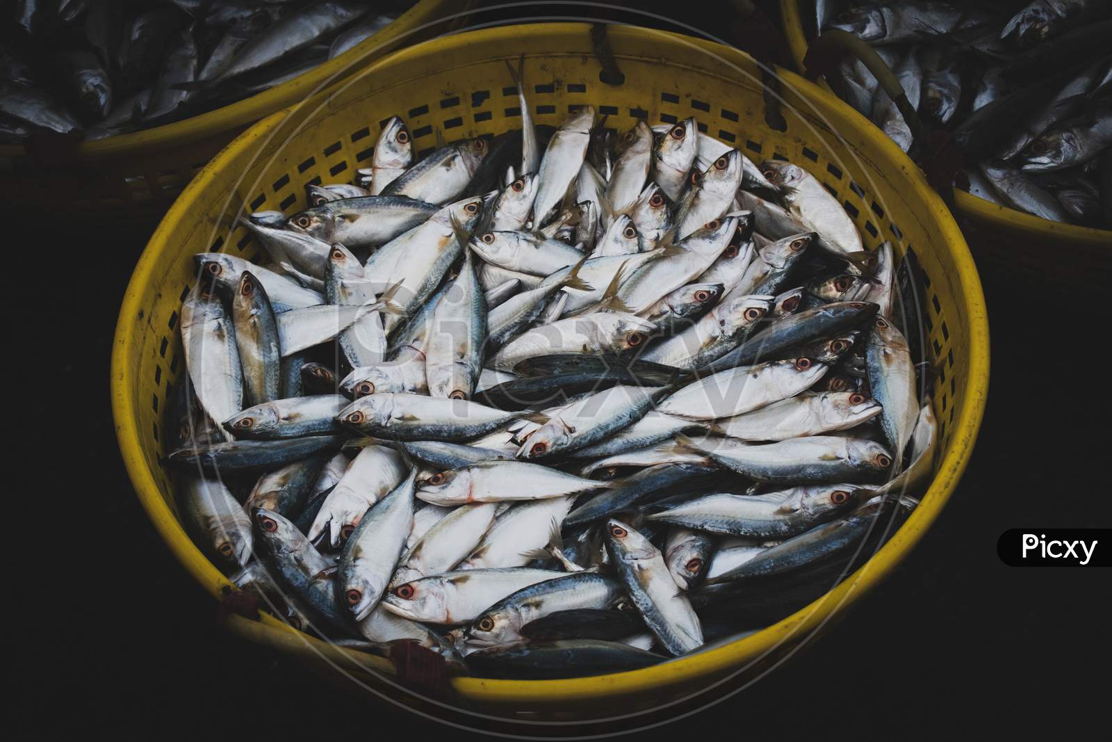 Collection Of Indian Mackerel In A Fish Container For Sale In The Market.