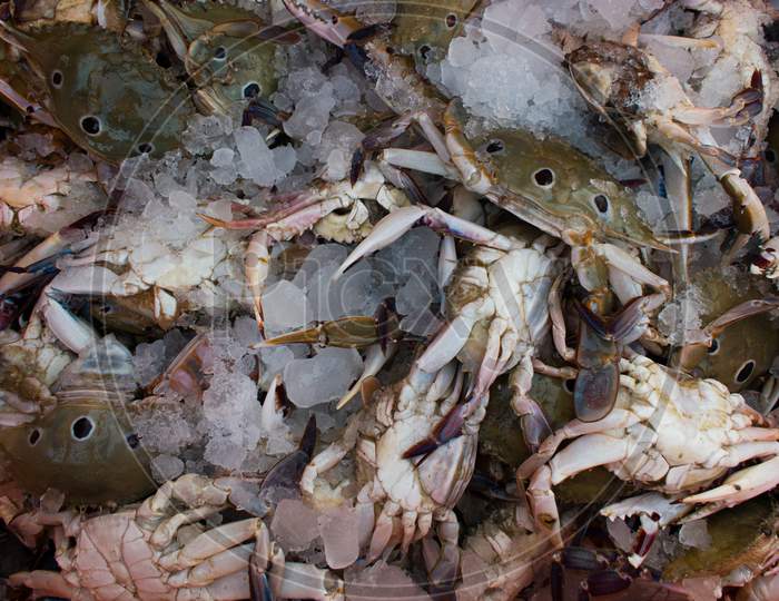 Collection Of Chesapeake Blue Crab On Ice For Sale In The Market.