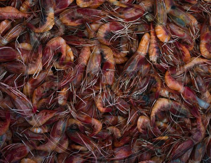 Collection Of Red Prawns Background.