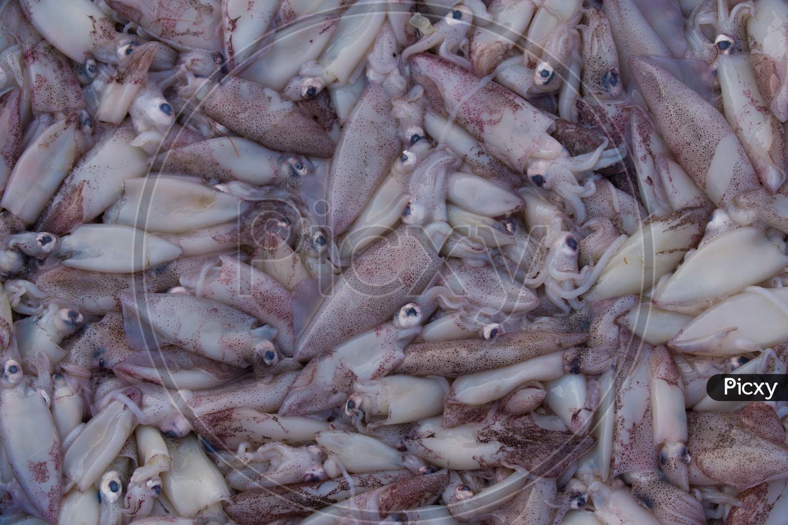 Collection Of Squid Seafood For Sale In The Market.