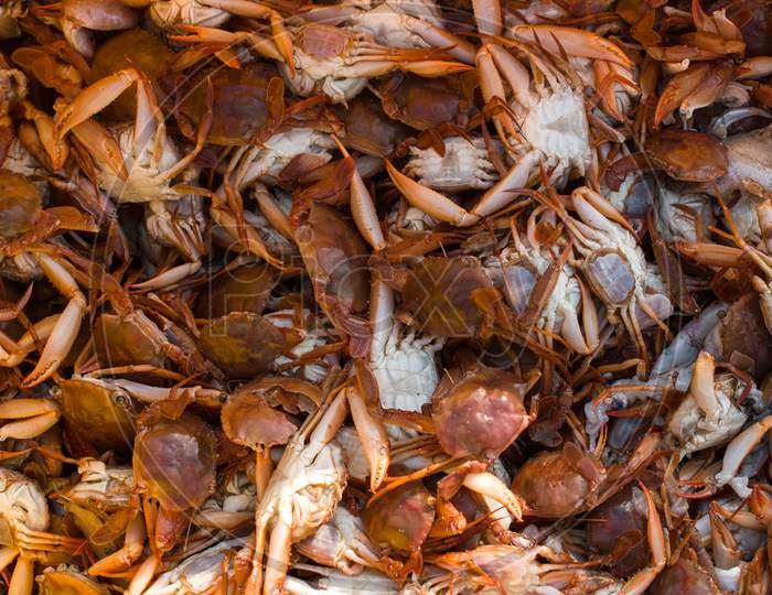 Collection Of Large Quantity Red Seacrabs For Export With Shallow Depth Of Field.