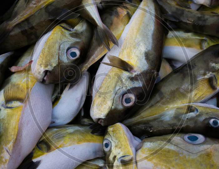 Smoothback Pufferfish (Lagocephalus Inermis) For Sale In The Fish Market In Mangalore Harbour, Karnataka.