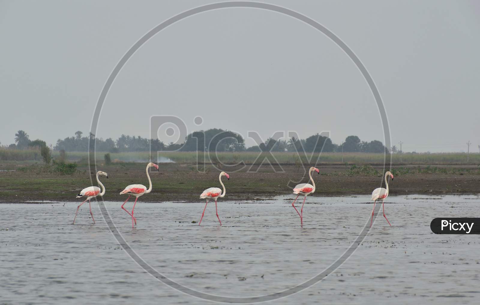 Panoramic Landscape View Of A Flamboyance Of Beautiful Migratory Flamingos Wading Through Waters Of Ujani Dam At Bhigwan, Maharashtra, India