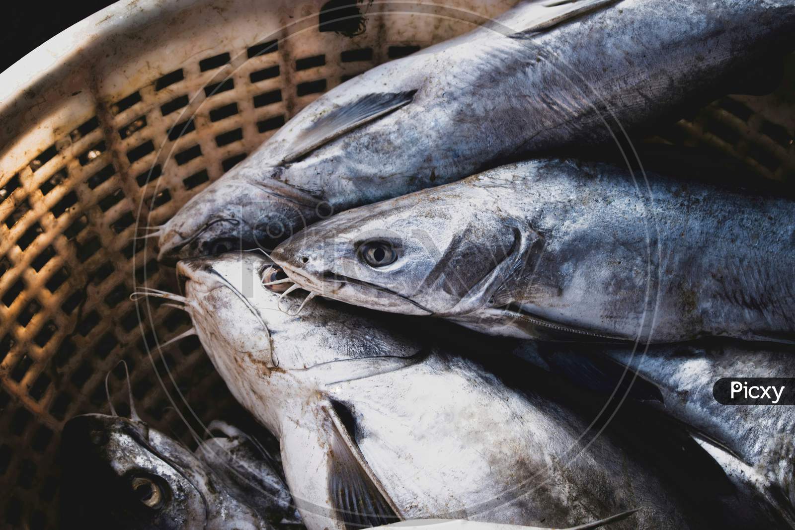 Close-Up Shot Of Group Of Silver Catfish.