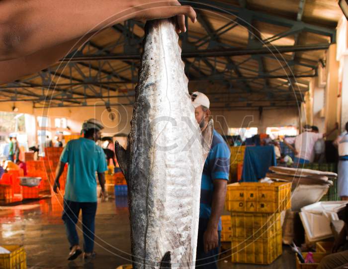 Human Hand Holding A King Mackerel In The Fish Market, Mangalore, India