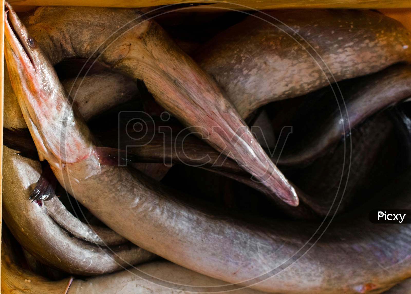 Top View Of Daggertooth Conger Eels For Sale.