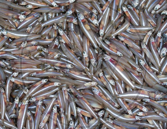 Anchoviella Lepidentostole Fish Background, Brazilian Fish For Sale In The Market, Mangalore Harbour,India.