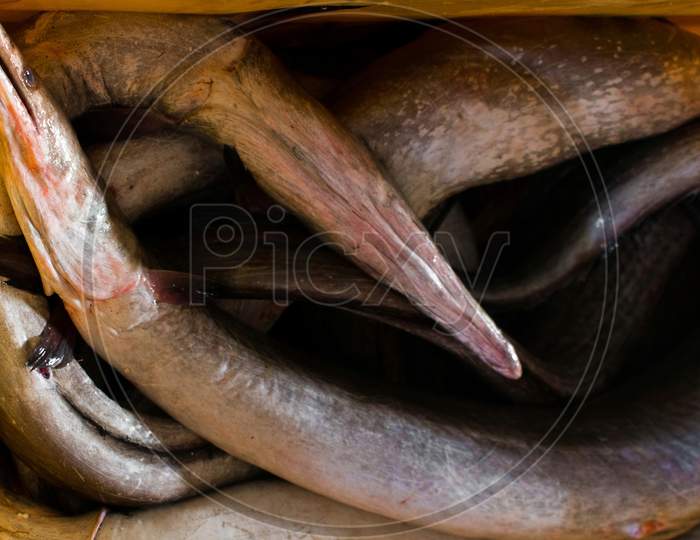 Top View Of Daggertooth Conger Eels For Sale.