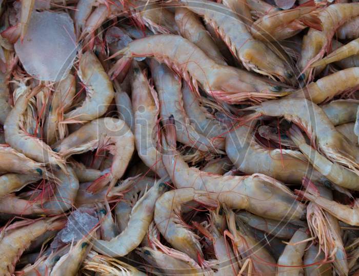 Collection Of Caridean Shrimp Kept In Ice For Sale In The Market.