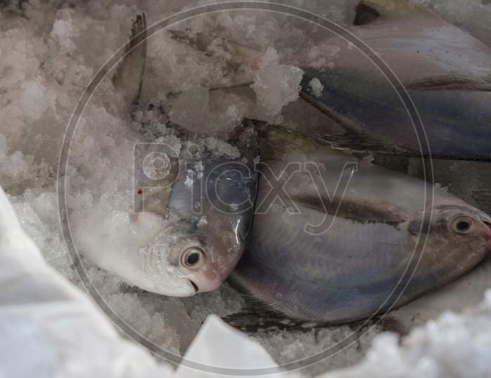 American Silver Pomfret Kept On Ice Ready To Export.