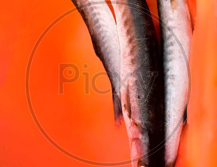 Group Of Barracuda Fish Isolated On Orange Background.