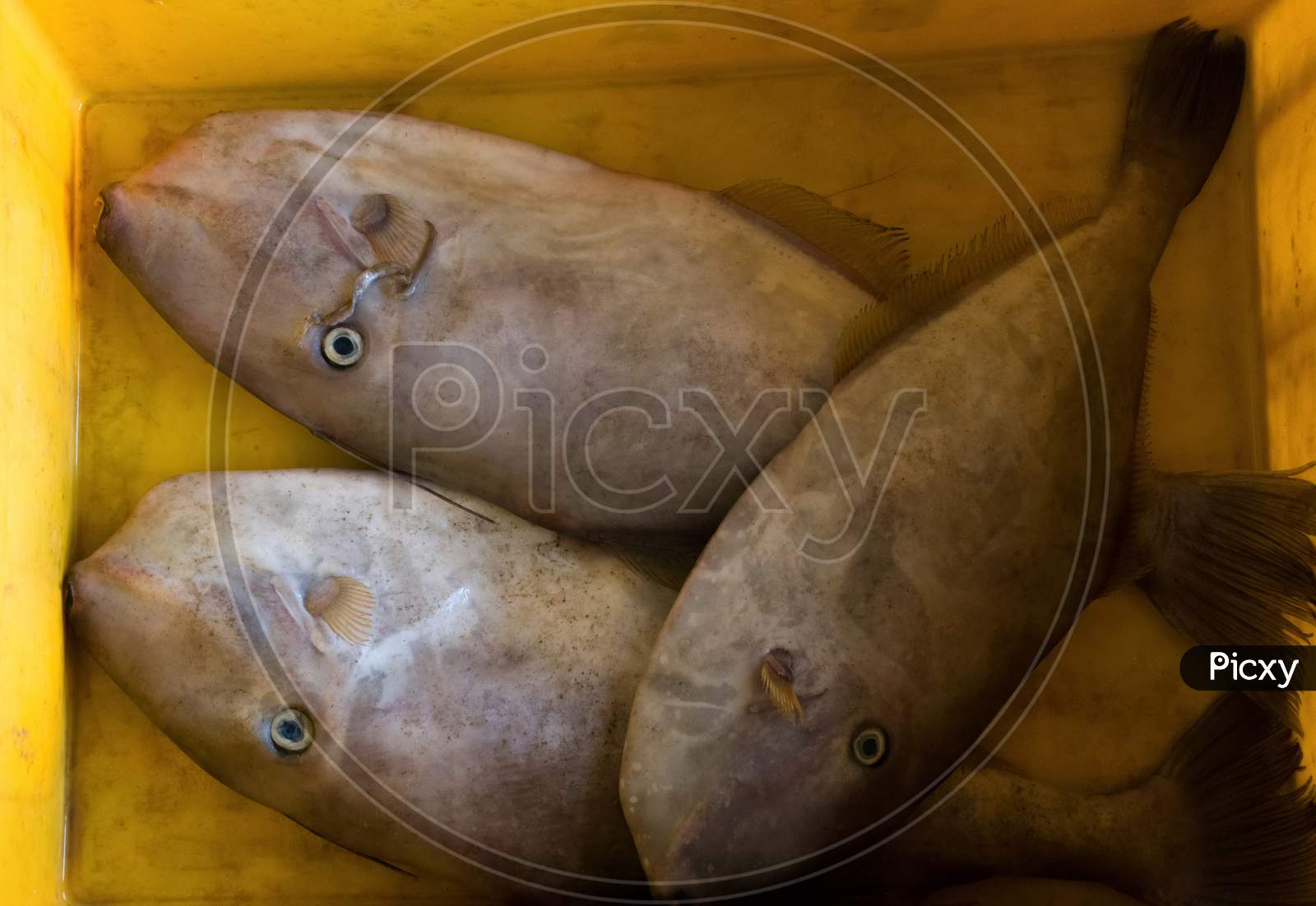 Group Of Leather Jacket Fishes On A Container For Sale.