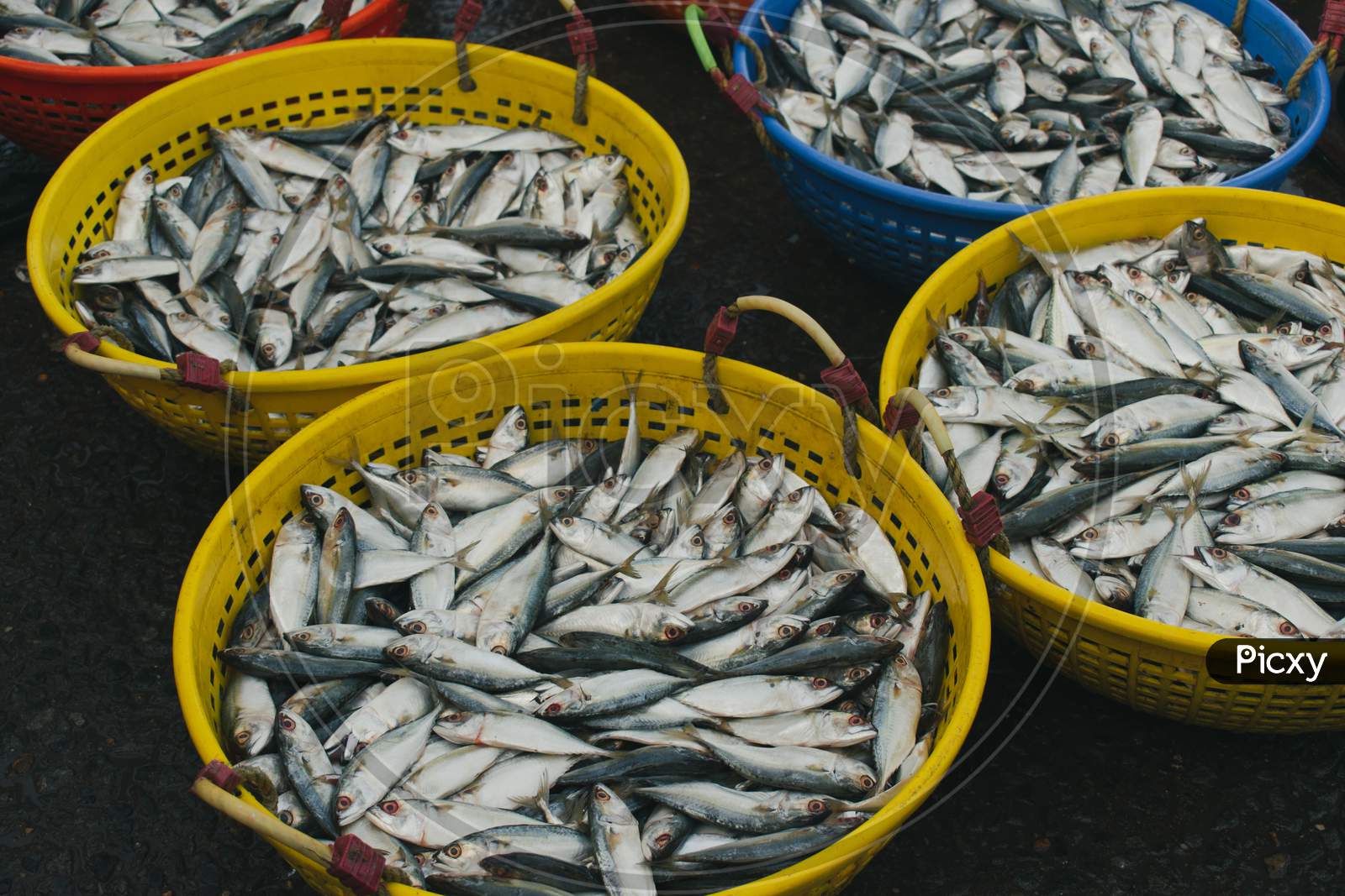 Collection Of Indian Mackerel In A Fish Containers For Sale In The Market.