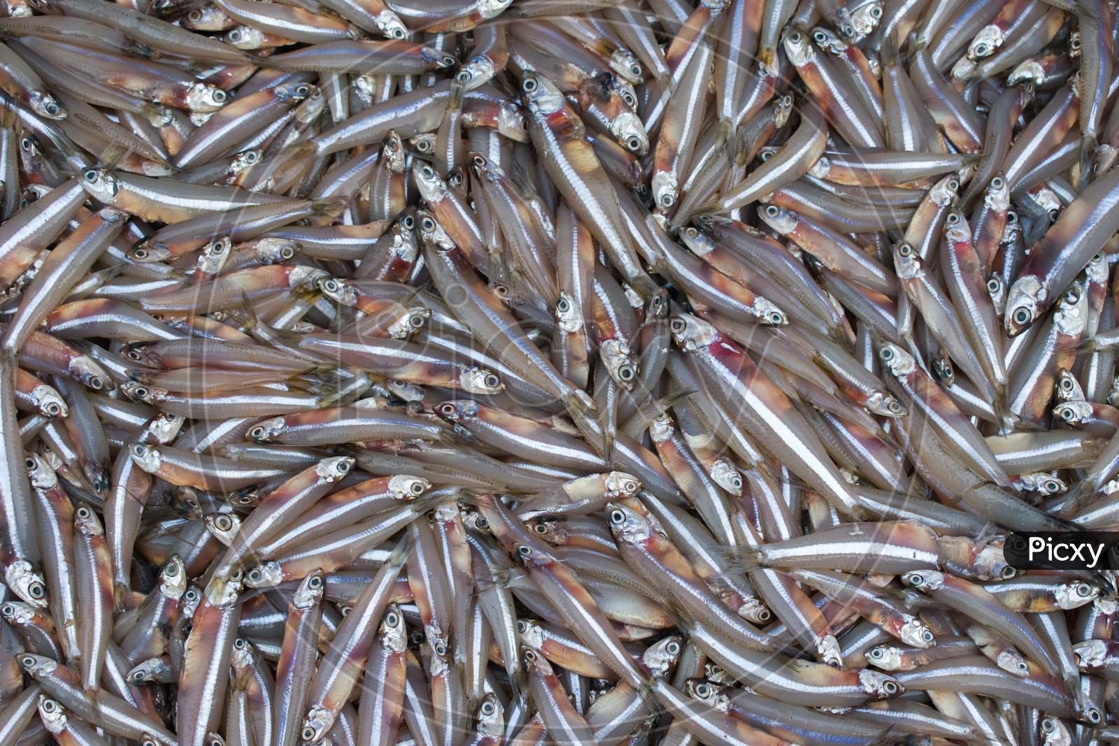 Anchoviella Lepidentostole Fish Background, Brazilian Fish For Sale In The Market, Mangalore Harbour,India.
