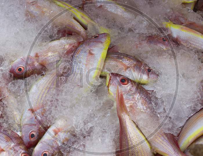 Group Of Northern Red Snapper Fishes Kept On Ice For Sale In The Fish Market.