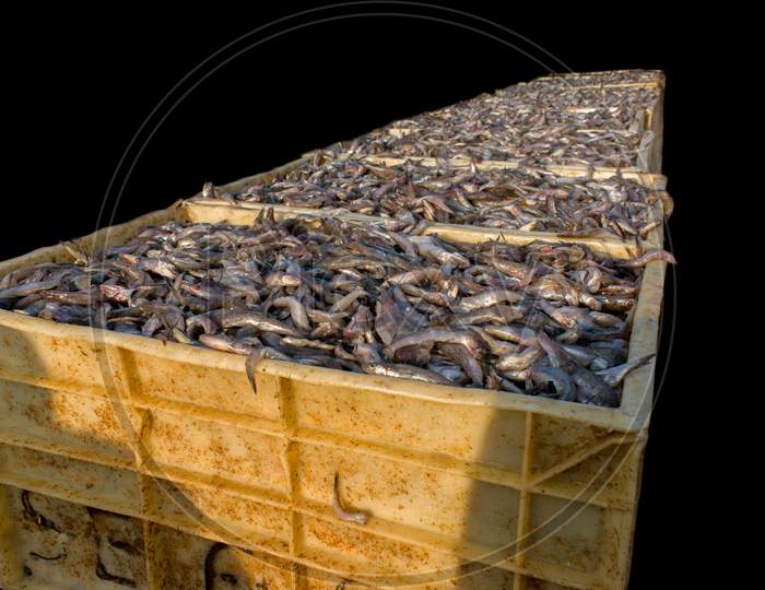 Collection Of Large Quantity Of Fish In The Fish Containers Ready To Export Isolated On Black.