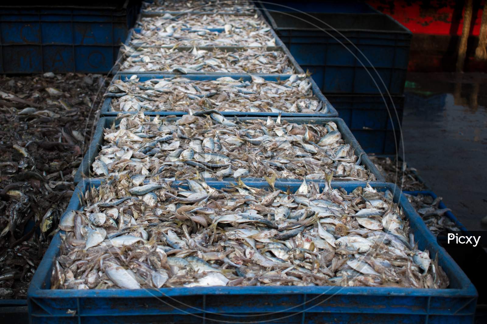Collection Of Large Quantity Queen Fish In A Containers Ready For Export.