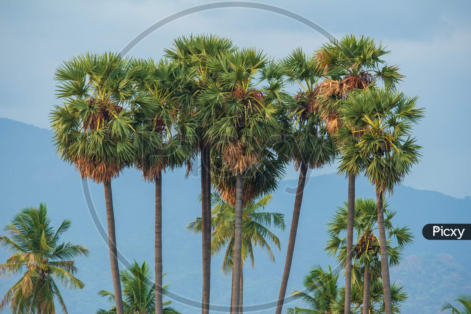 image-of-palmyra-palm-trees-with-mountain-background-in-tamil-nadu