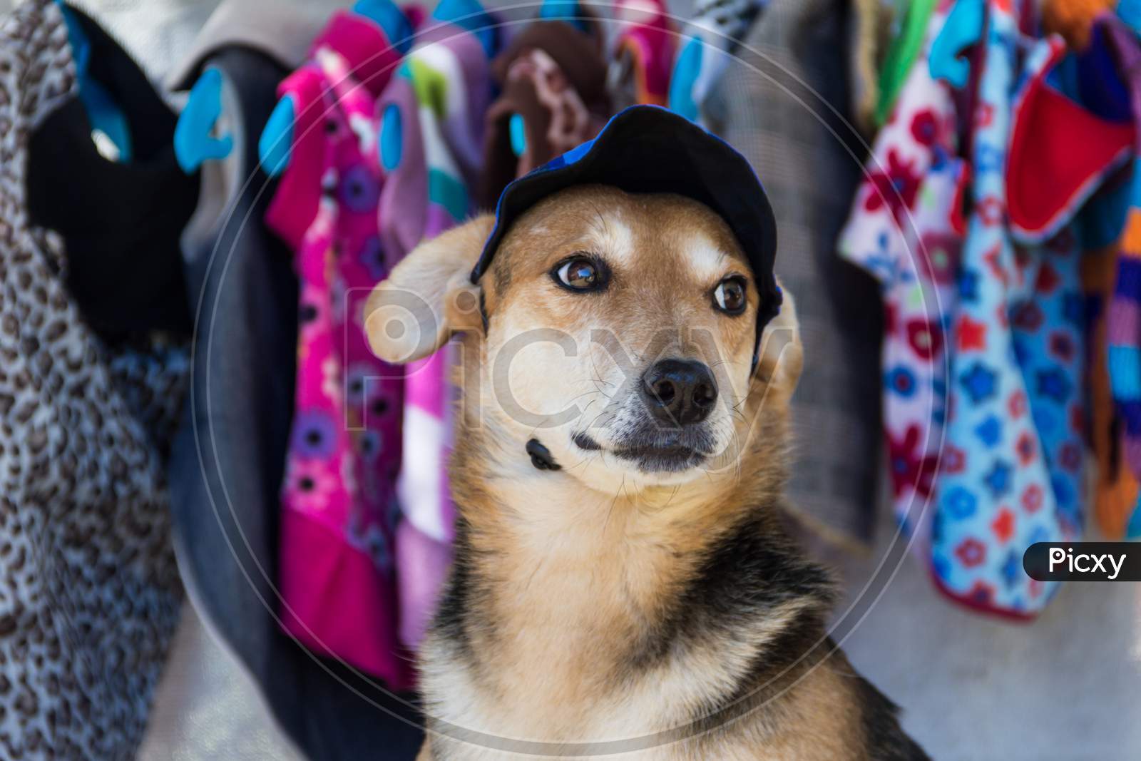 Image of Dog Trying On Clothes In Pet Clothing Store OJ895698 Picxy