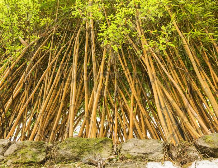 A Bush Of Bamboo Tree, Jungle Of Bamboo Tree