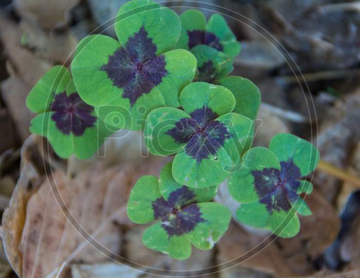 Four Leaf Clover Plant Or Lucky Clover