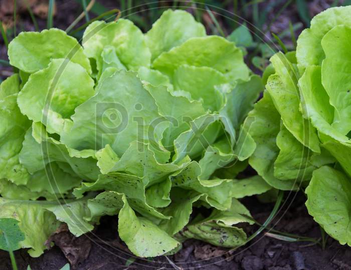 Lettuce Plants In The Organic Garden In Summer