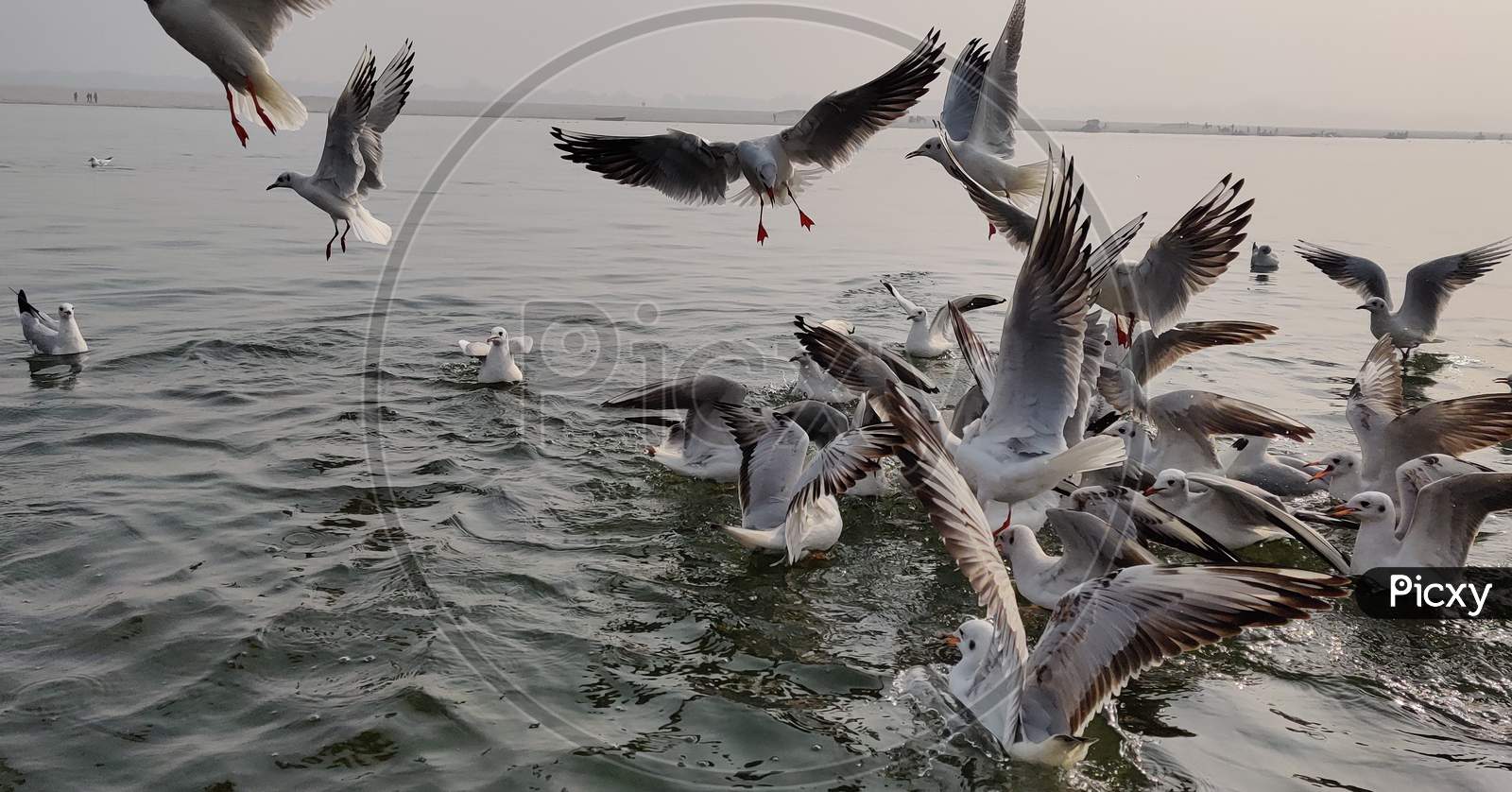 Birds on assi ghat river ganga