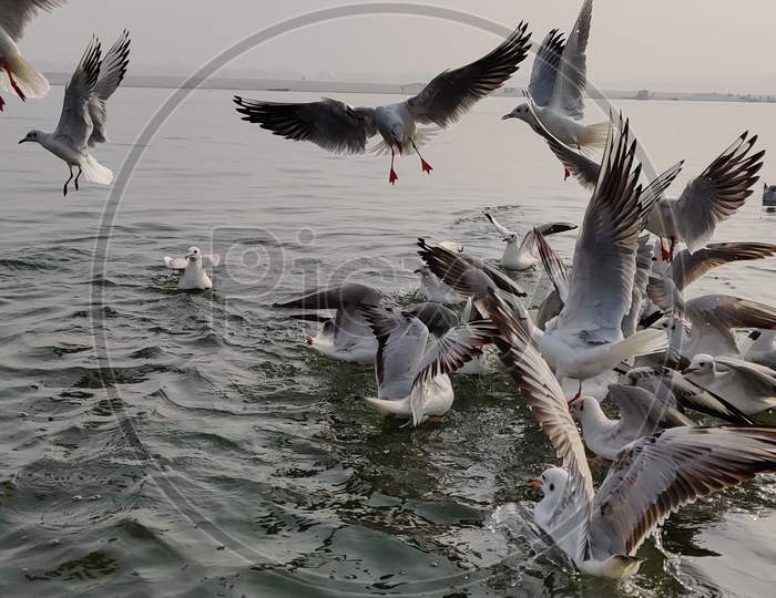 Birds on assi ghat river ganga