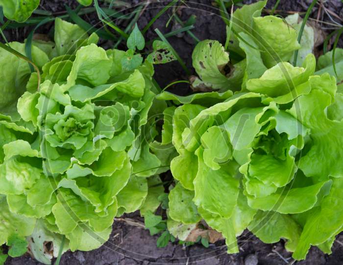 Lettuce Plants In The Organic Garden In Summer