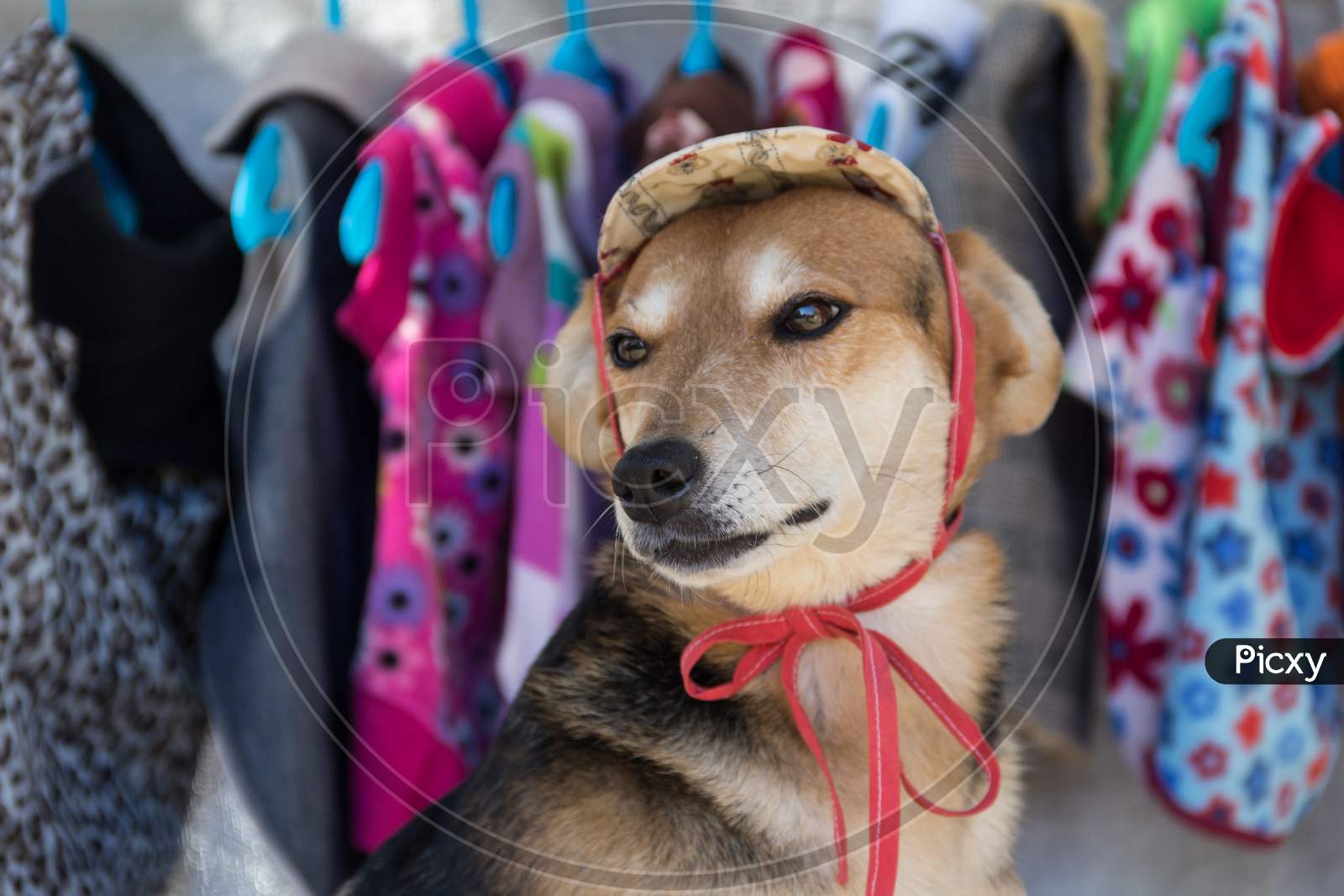 pet clothing store