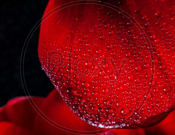 Water droplets on a red tulip petal