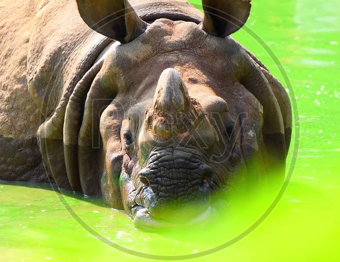 Close-up of an Indian rhino taking a bath in pond.