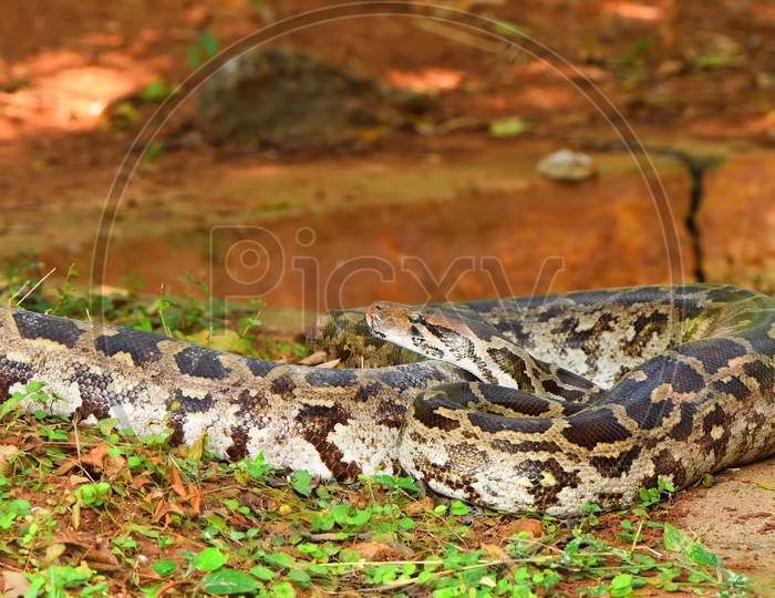 Relaxing python snake on the surface of ground  stock picture