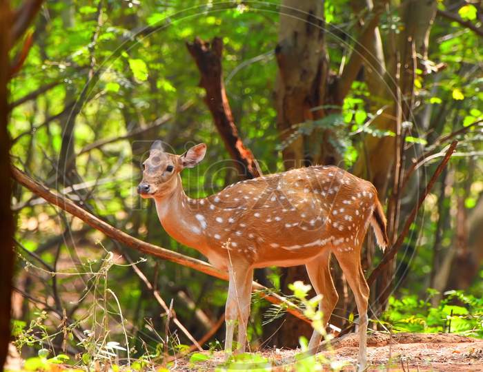Golden deer grazing inside a forest. Golden Axis Chital Deer
