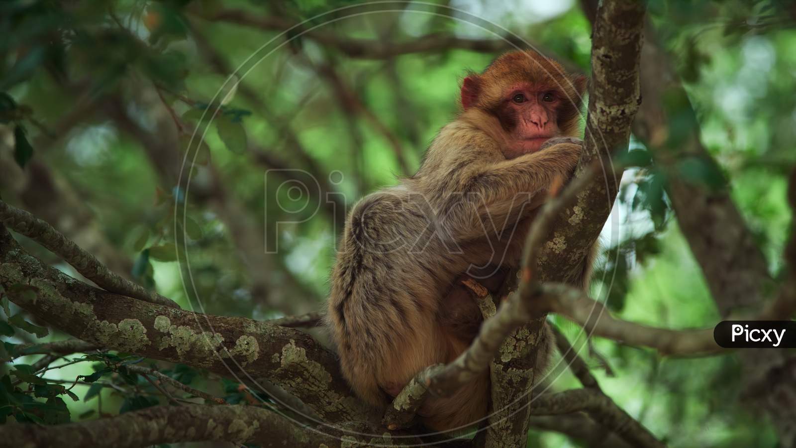 Monkey sitting on the tree Peacefully.