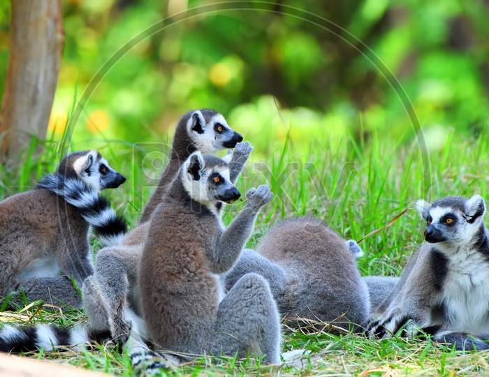 A group of resting lemurs katta in the forst.