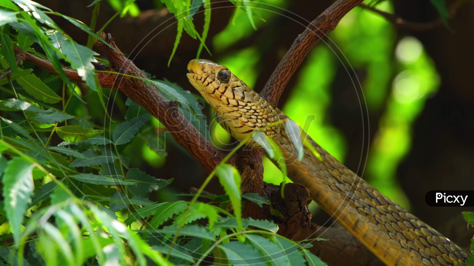 Golden cobra snake on neem tree