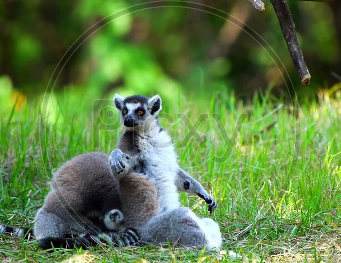 A group of resting lemurs katta