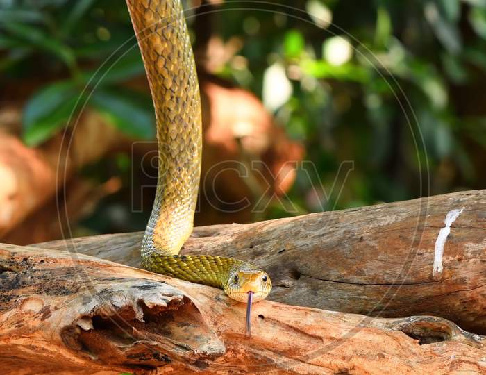 Cobra snake on tree