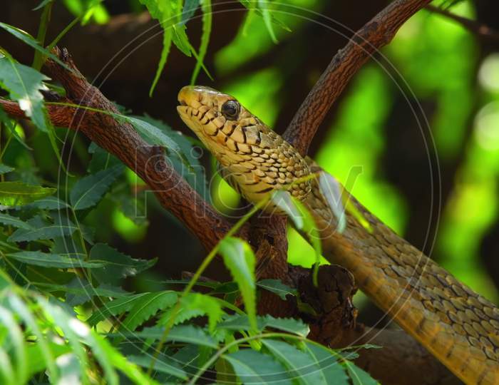 Golden cobra snake on neem tree