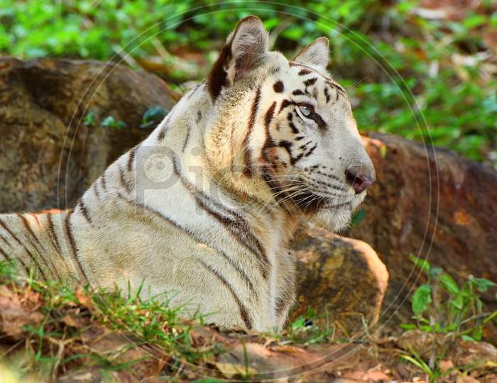 A golden tiger  resting in the forest.