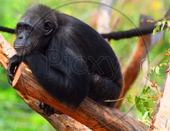 Chimpanzee sitting on the tree peacefully. Pan troglodytes on tree.