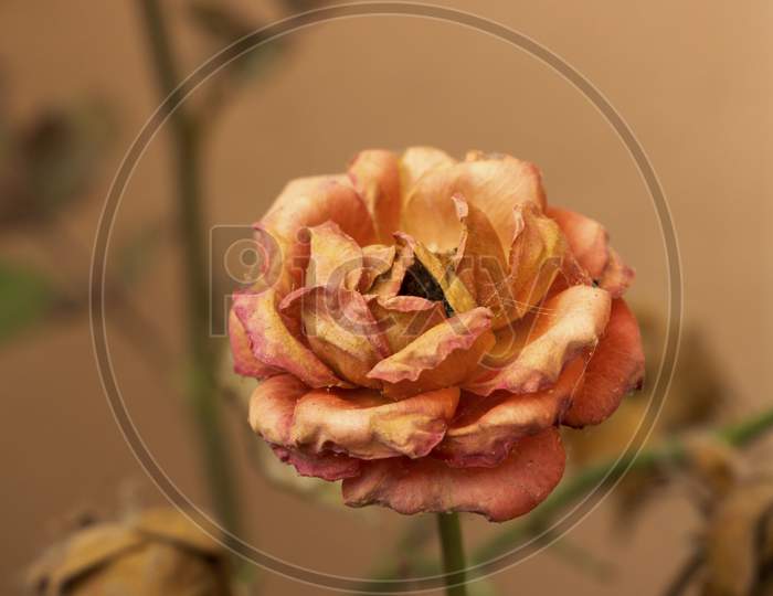 Dried Orange Color Rose Flower In Plant