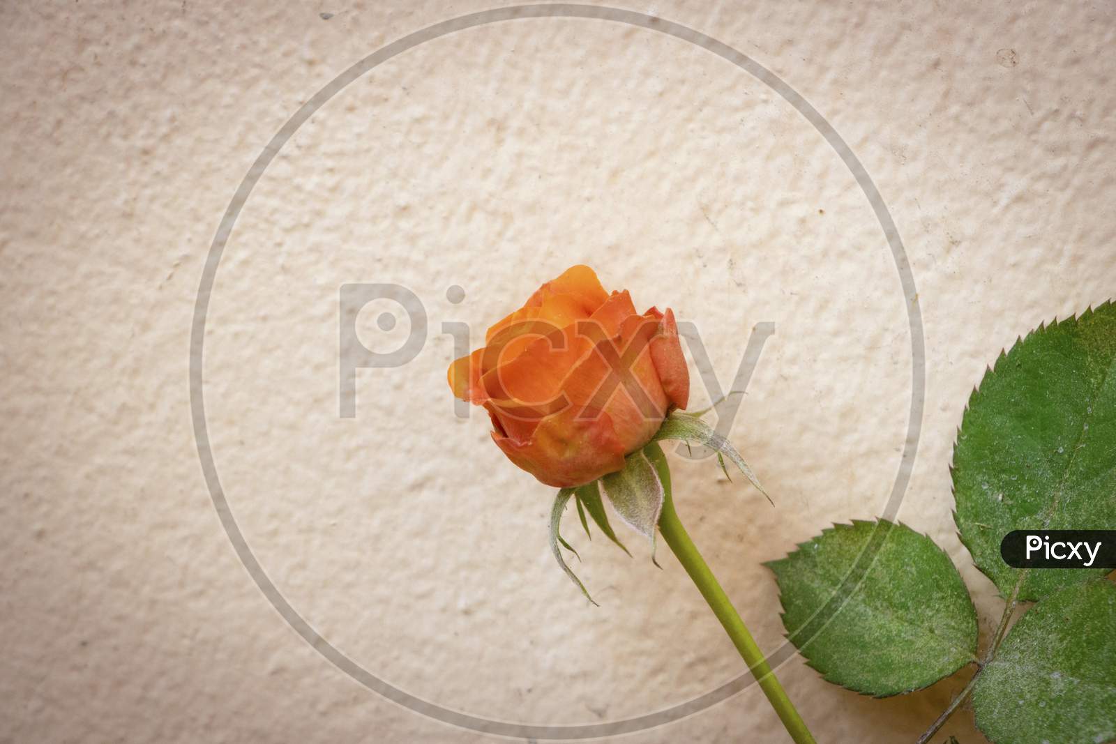 Beautiful Orange Color Rose Flower