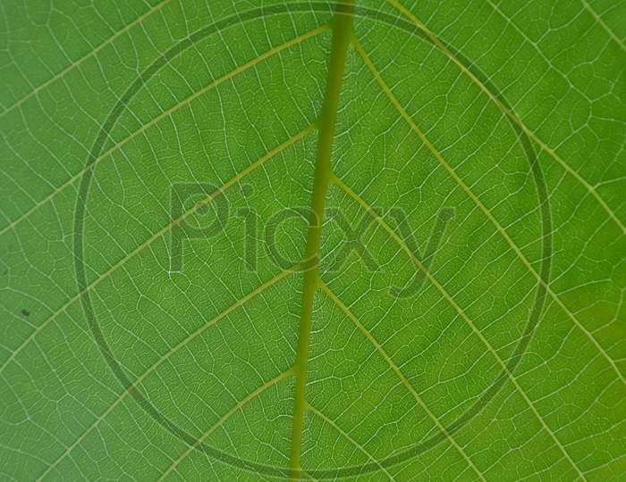 Macro shot of fresh green leaf, Closeup shot of walnut leaf - Stock Photo