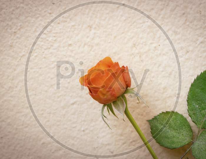 Beautiful Orange Color Rose Flower