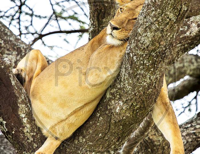 Beautiful Wildlife pictures of Tanzania