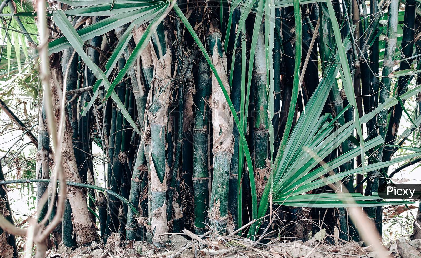 Bamboo Tree Stalk