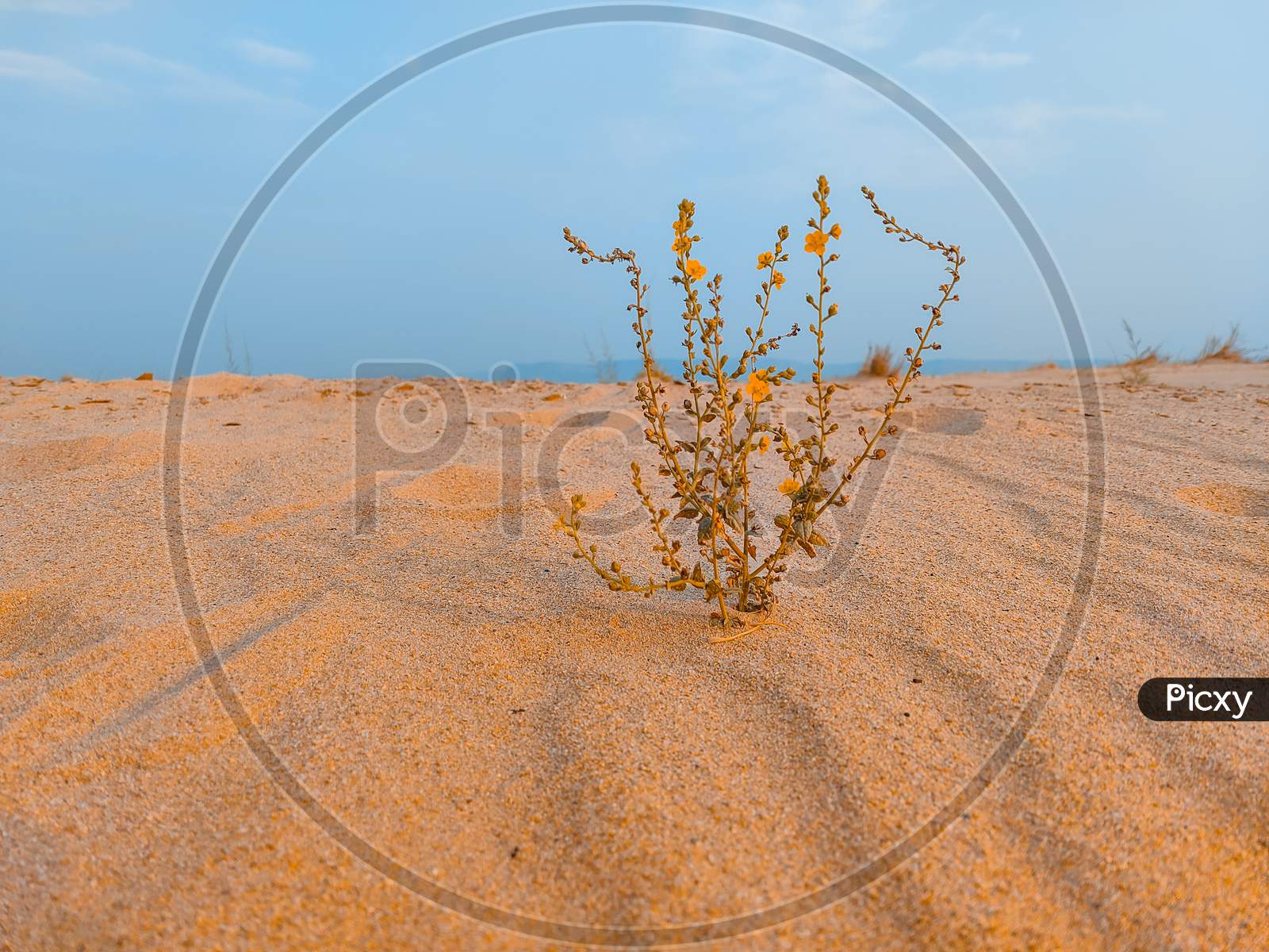 A Plant In Sand Desert With Sky Background Field