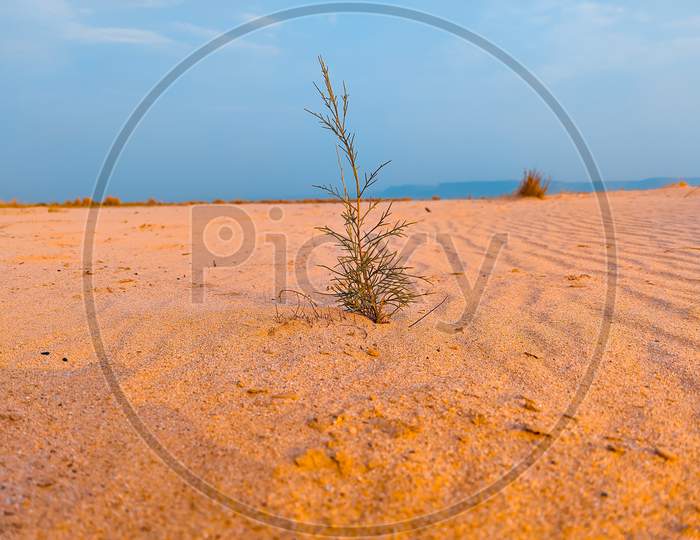 A Plant In Sand Desert Field